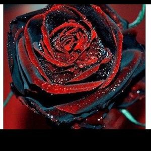 Meet your Posher, Darcy